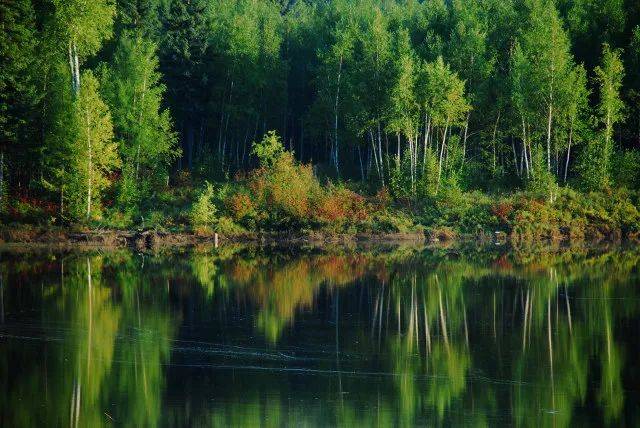 森林生態(tài)系統(tǒng)——森林生態(tài)系統(tǒng)的主要類型、特點和生產(chǎn)力（二）