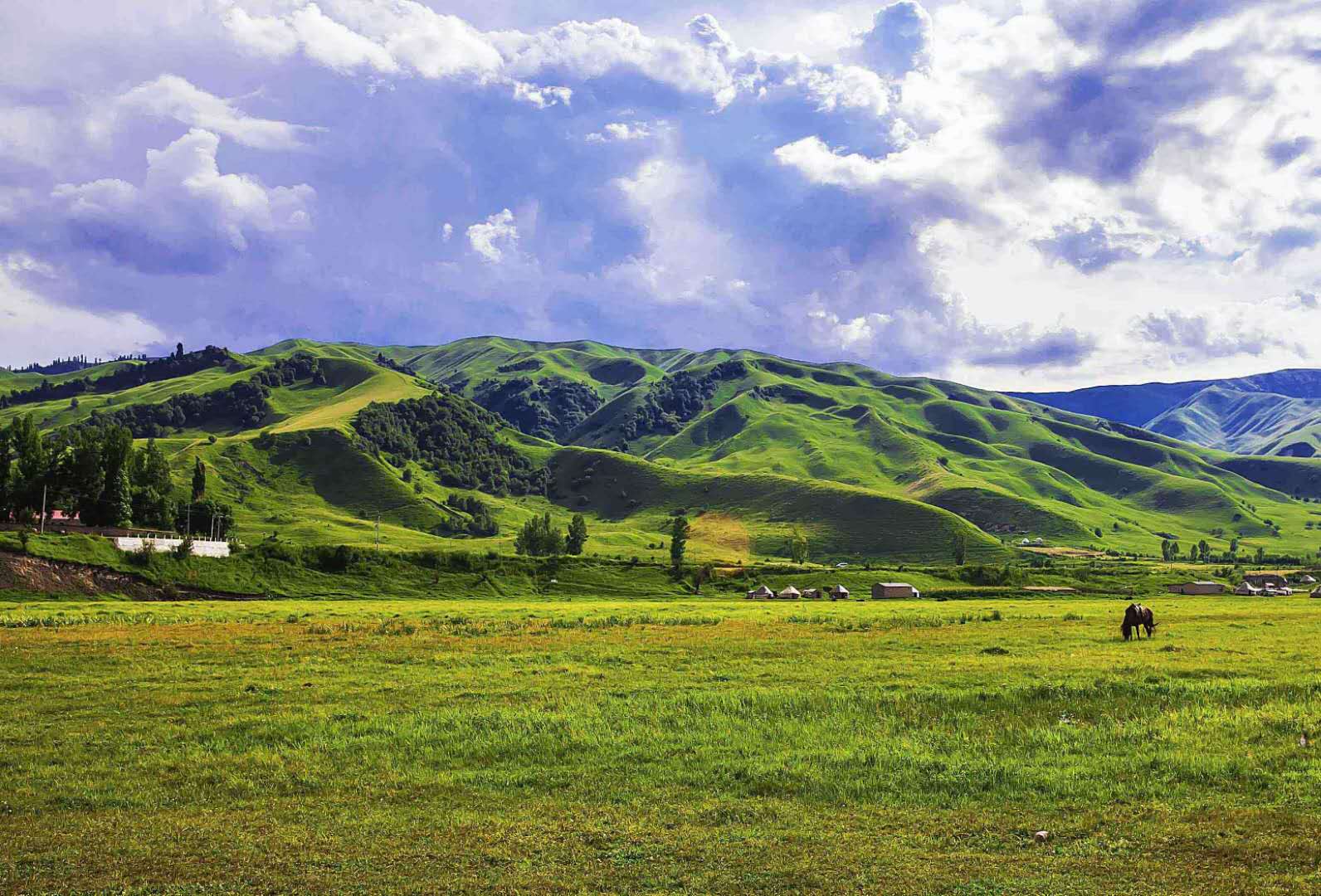 草原生態(tài)系統(tǒng)——草原生態(tài)系統(tǒng)的分布、特點