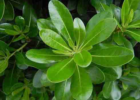 海桐??.jpg 海桐??.jpg