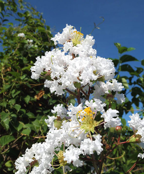 銀薇.jpg 銀薇.jpg